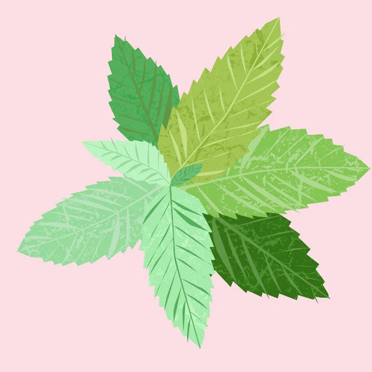 Peppermint Essential Oil - Nature of Things