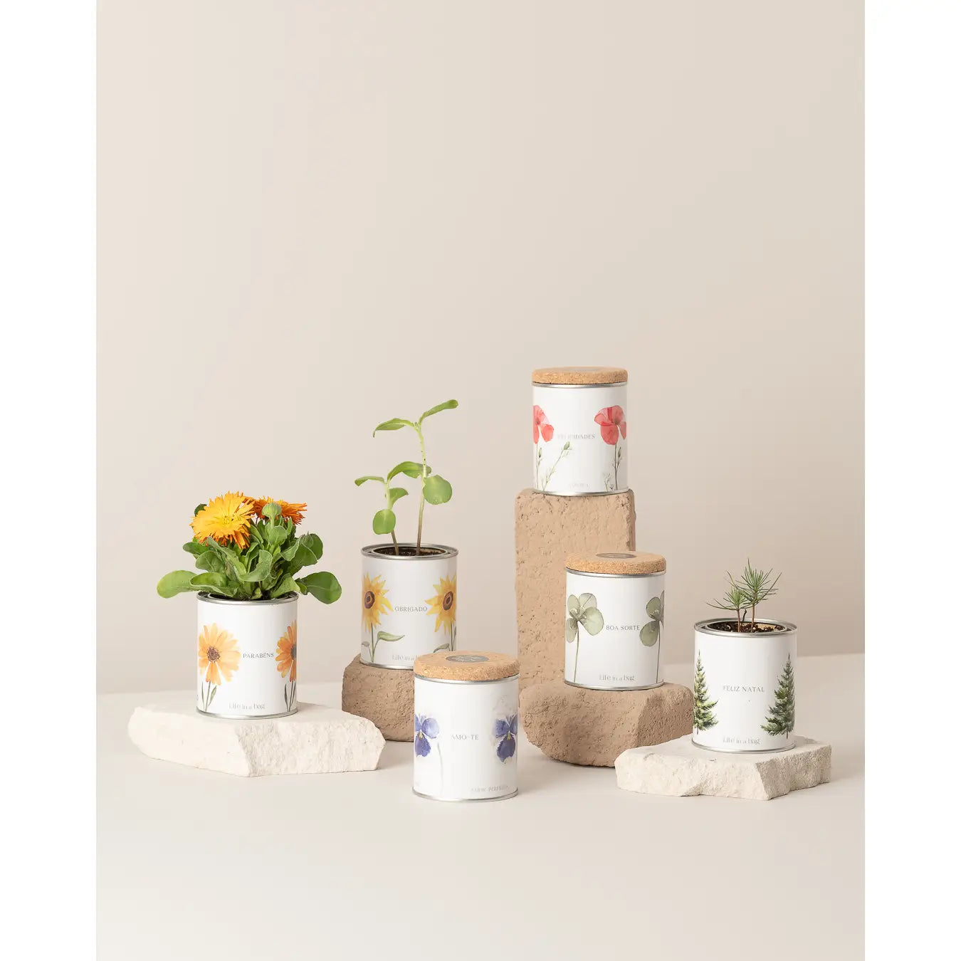 Tin Can Gardening “Thank you” With Sunflower