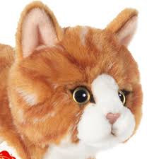 Standing fluffy orange cat