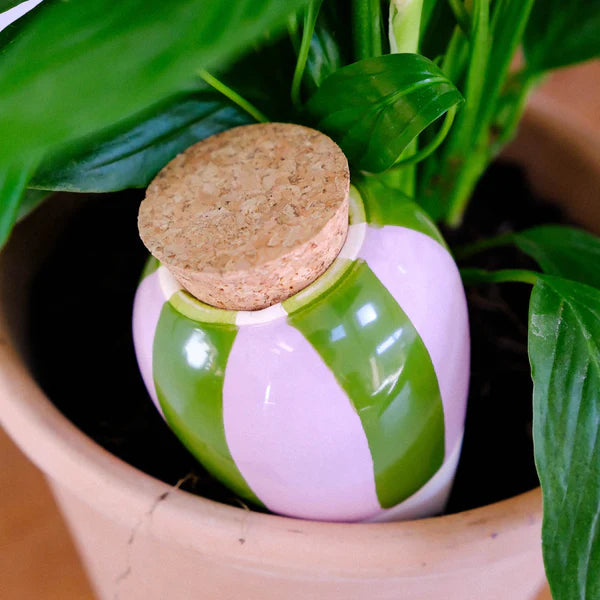 Pepin Olla - Self-Watering