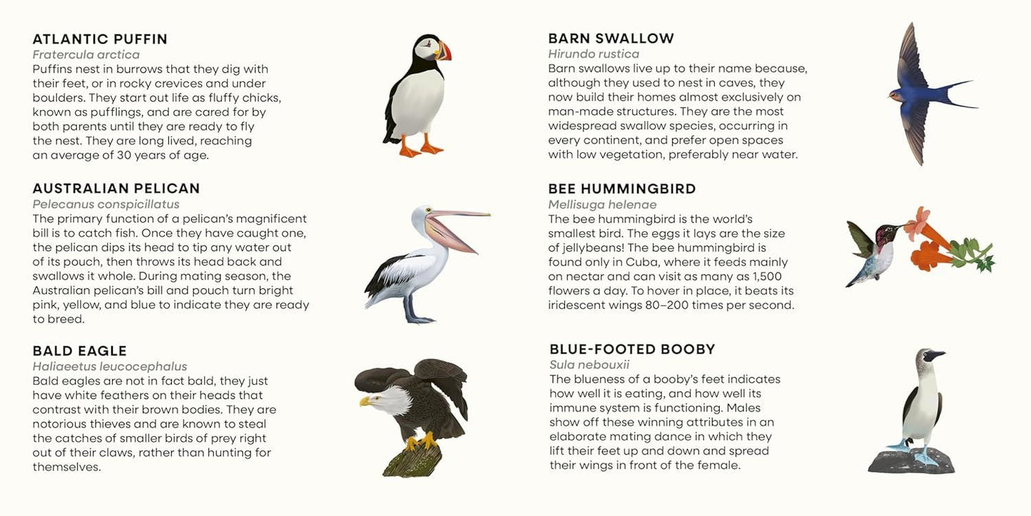 Bird Spotter Game