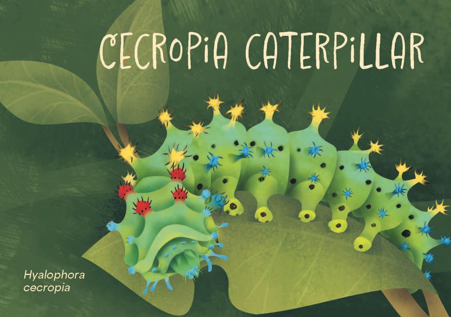 Minibeasts - The Big World of Tiny Creatures Deck