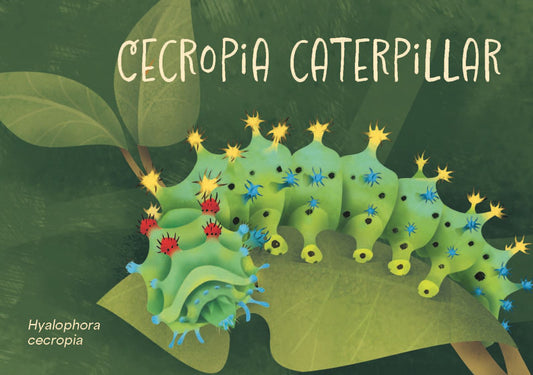 Minibeasts - The Big World of Tiny Creatures Deck