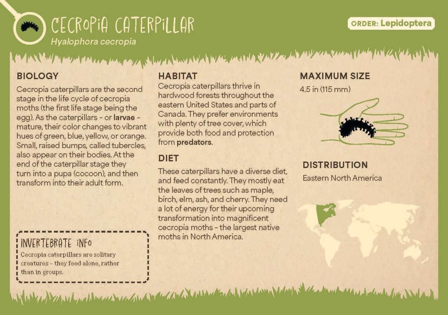 Minibeasts - The Big World of Tiny Creatures Deck
