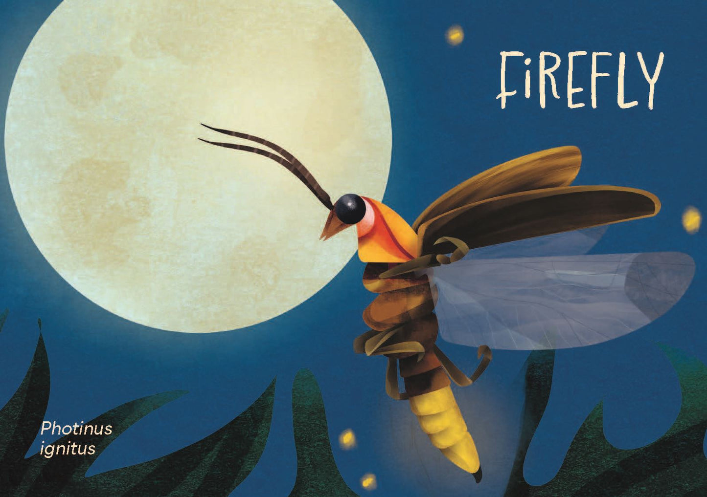 Minibeasts - The Big World of Tiny Creatures Deck