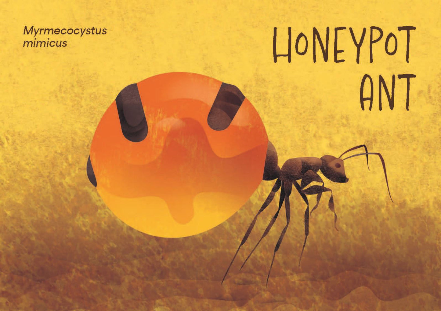 Minibeasts - The Big World of Tiny Creatures Deck