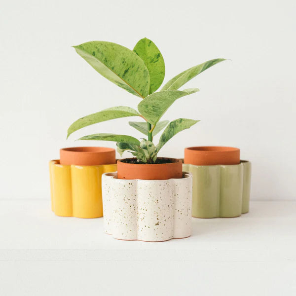 Pepin Paulita - Self-Watering Pot