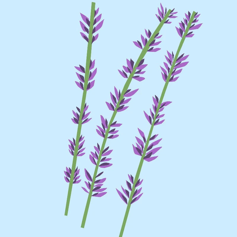 Lavender Essential Oil