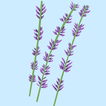 NoT Essential Oil Lavender