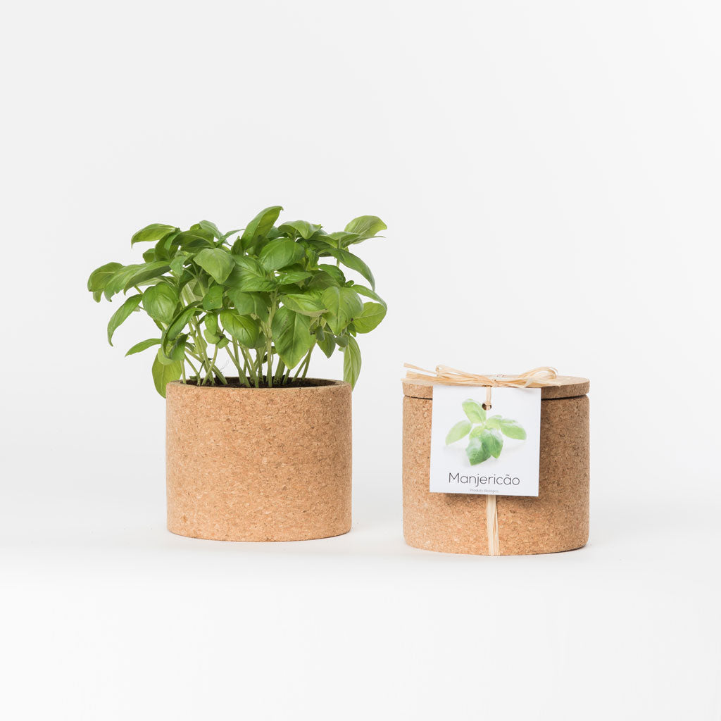 Cork Grow Kit