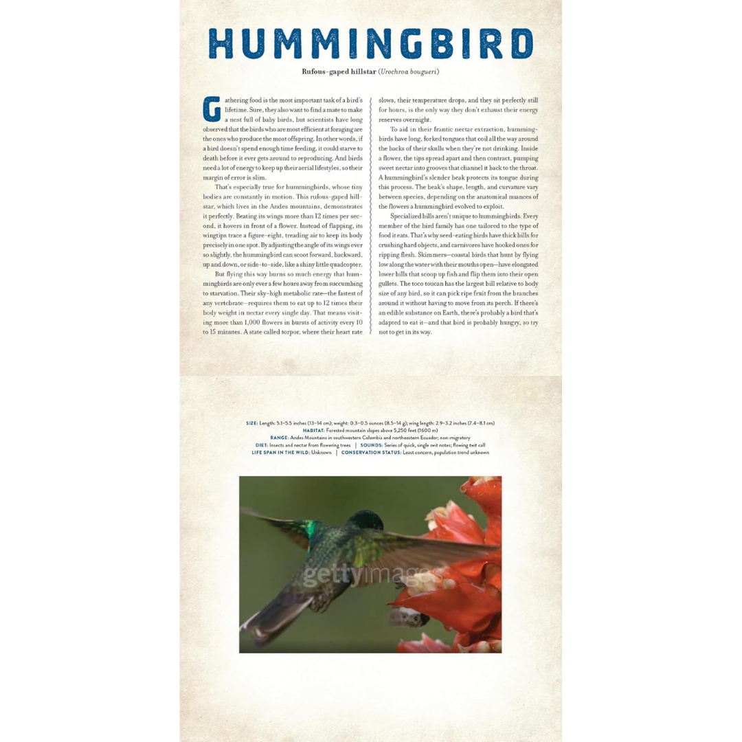 Birds - A Photicular Book