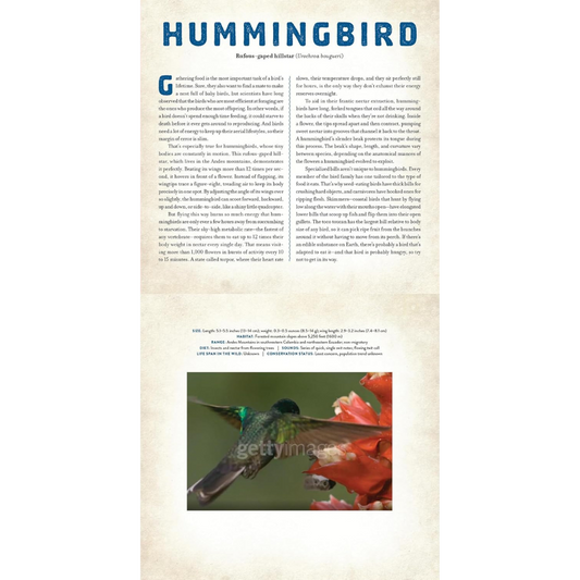 Birds - A Photicular Book