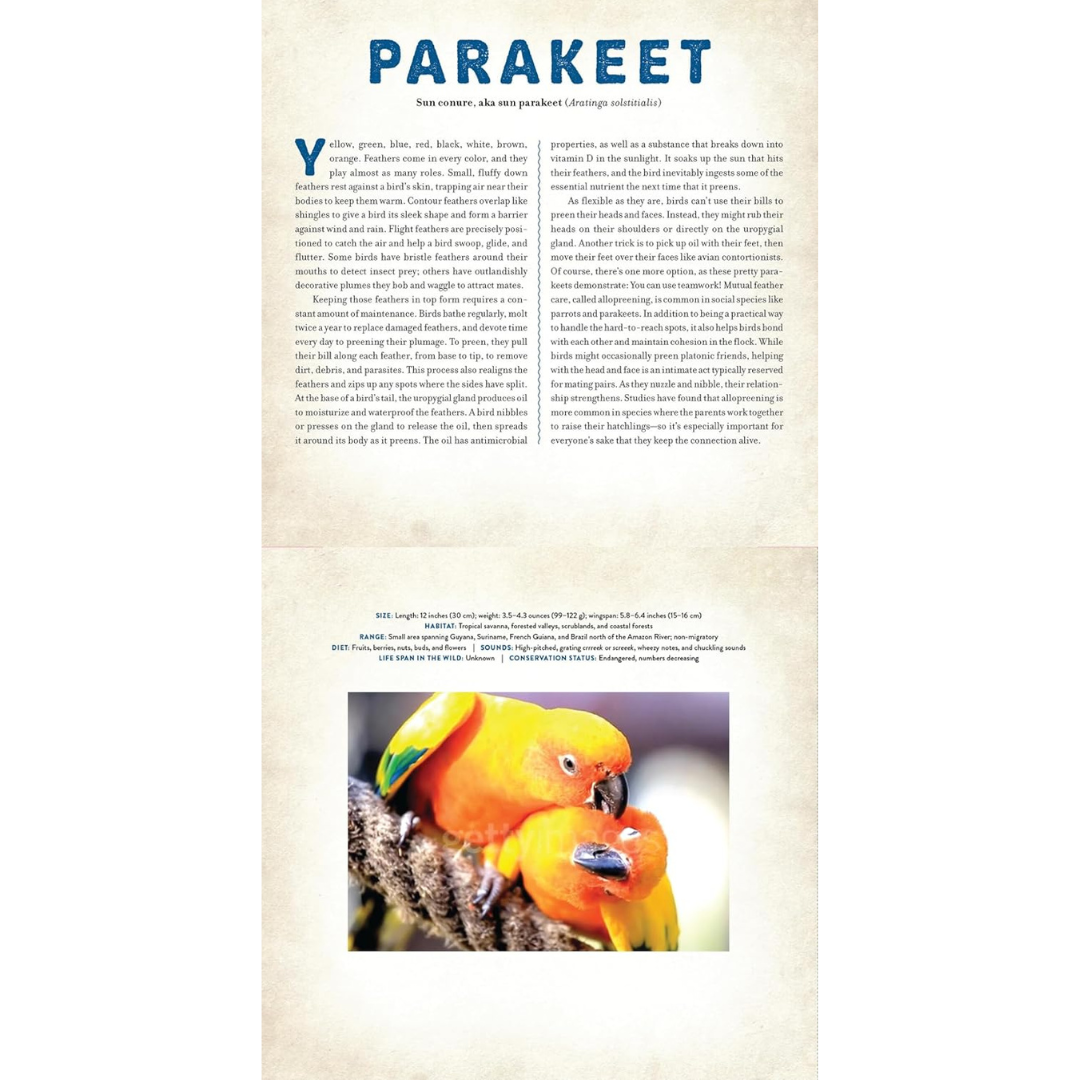 Birds - A Photicular Book