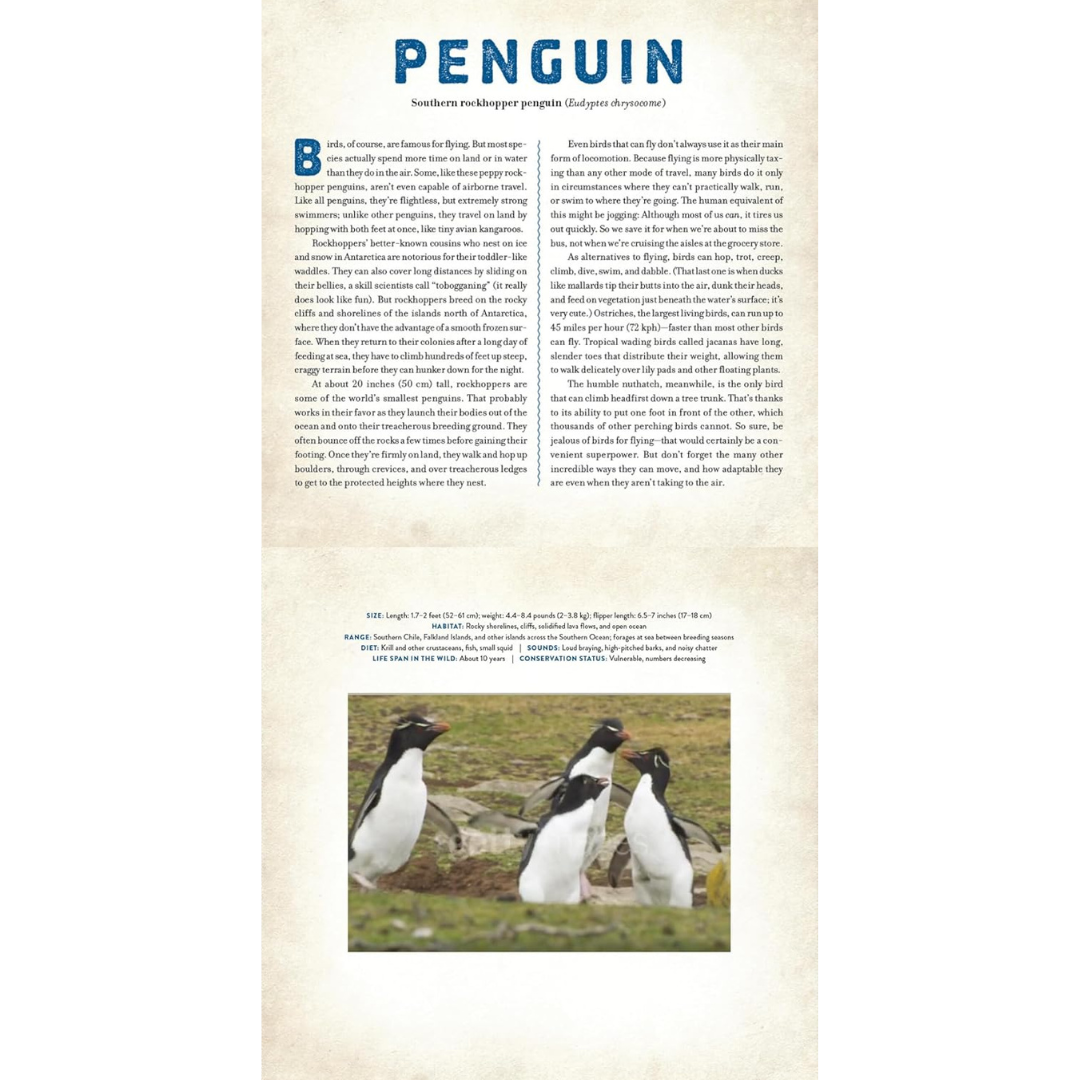 Birds - A Photicular Book