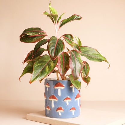 Blue Embossed Toadstool Planter