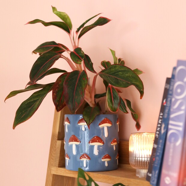 Blue Embossed Toadstool Planter