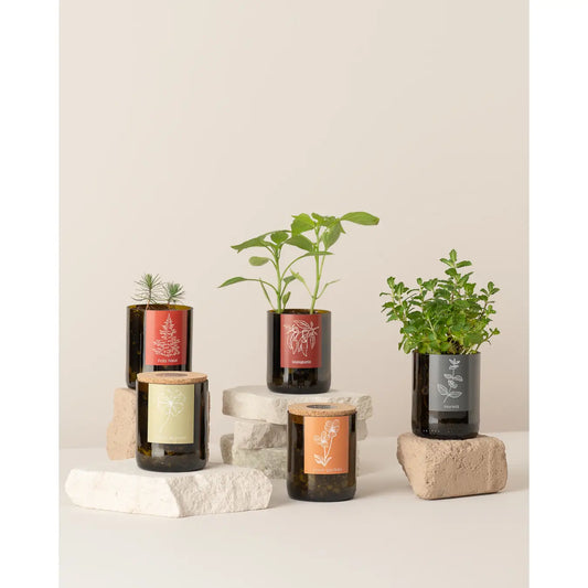 Bottle Garden Merry Christmas