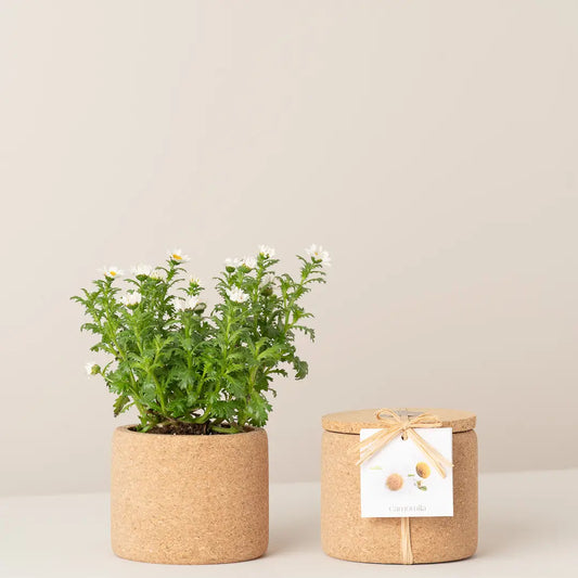 Grow Cork Chamomile