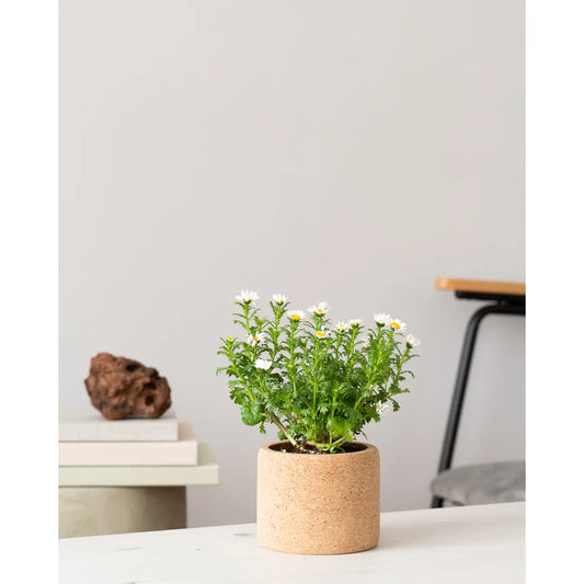 Grow Cork Chamomile
