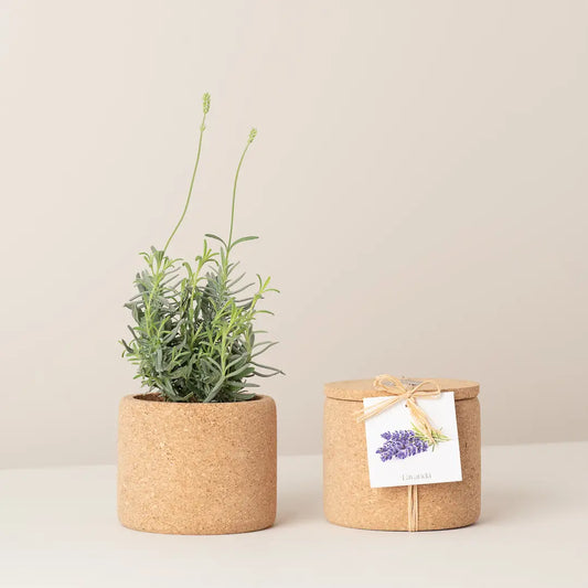 Grow Cork Lavender