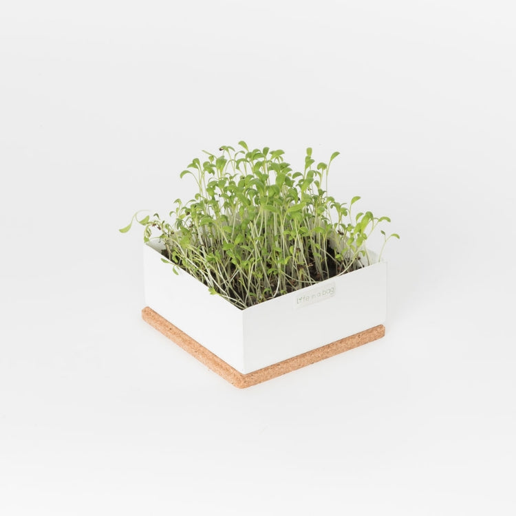 Microgreen Grow Kit
