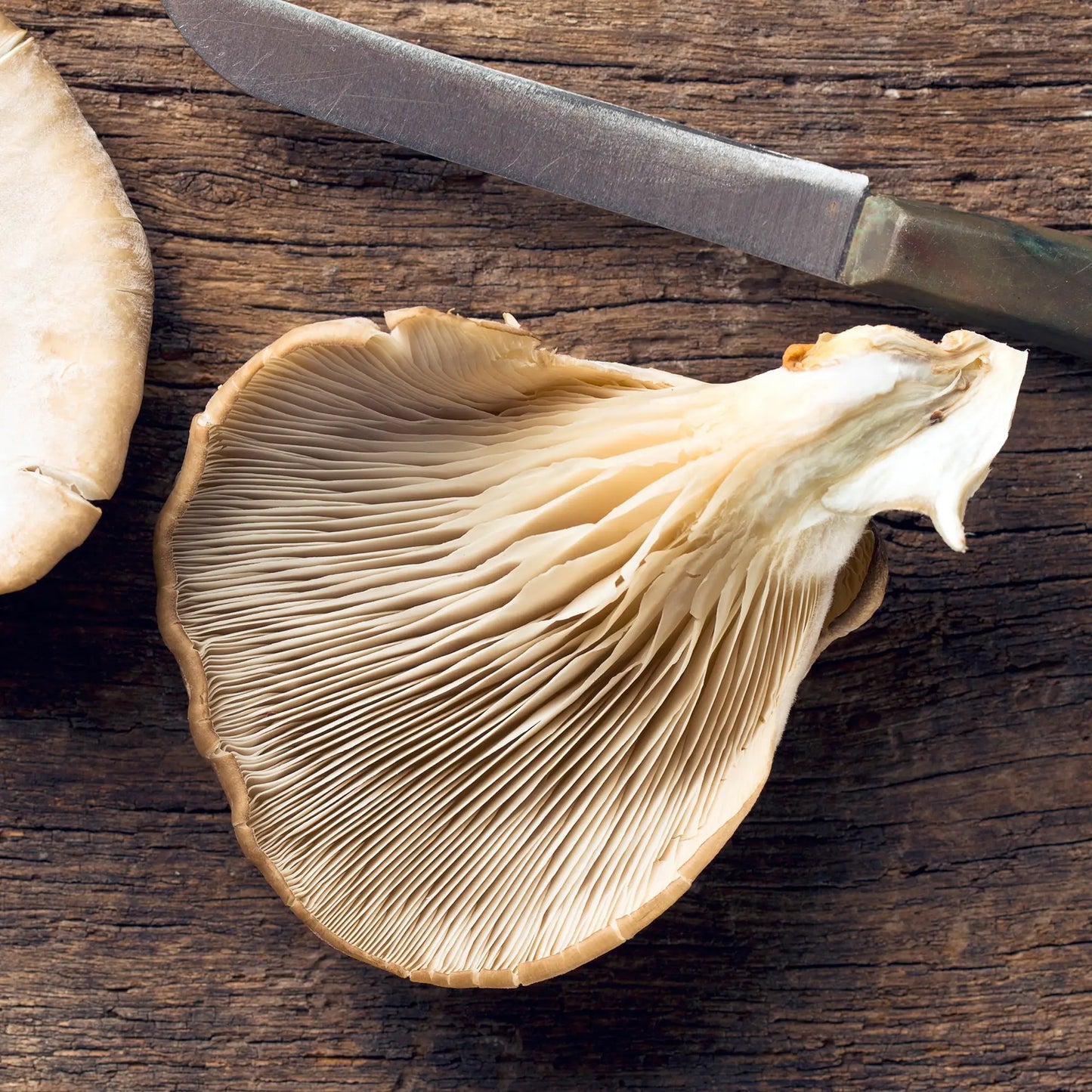 Oyster Mushroom Growing Kit