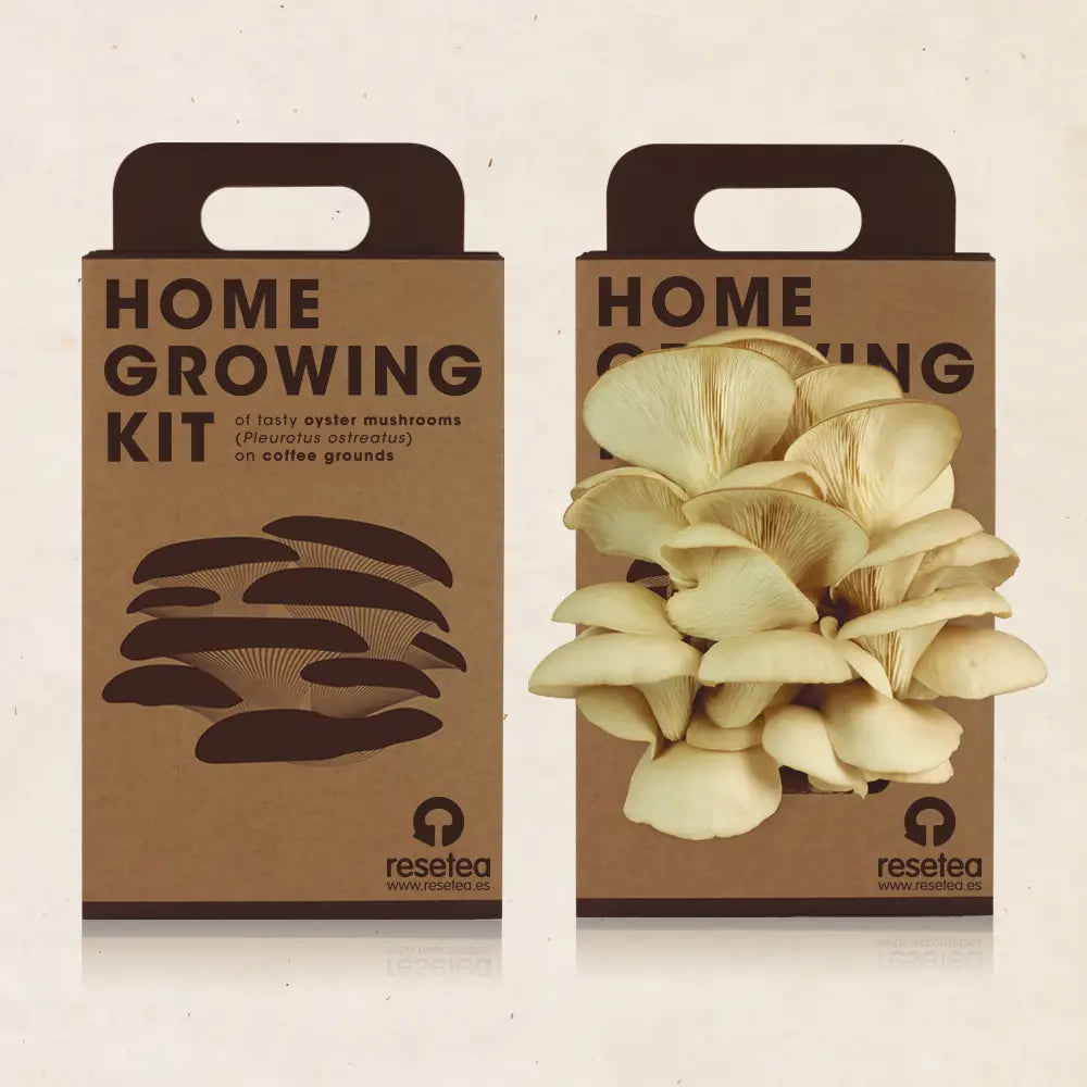 Oyster Mushroom Growing Kit