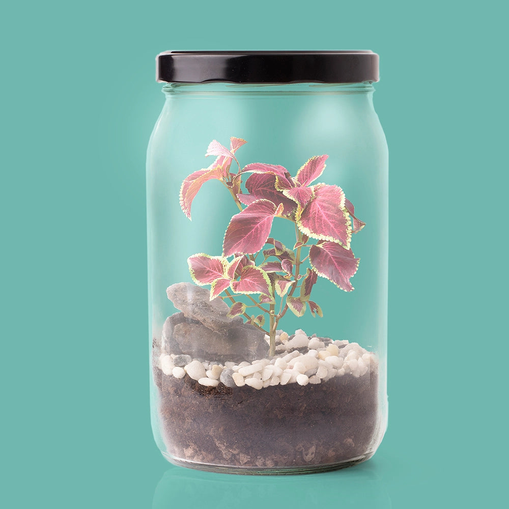 Terrarium Kit - Grow your own Ecosystem